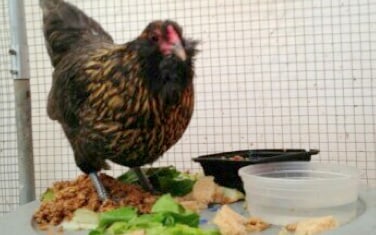 May 2013: Cutie Pie the Hen