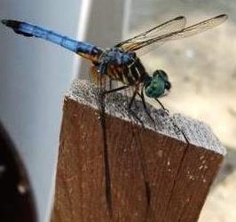 The Dragonfly