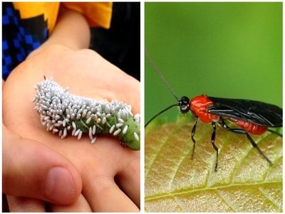 The Braconid “Parasitic” Wasp