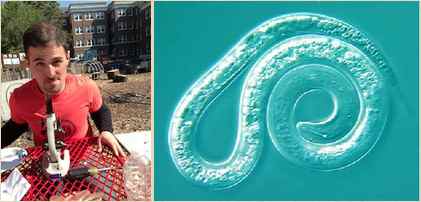 (left) Darym Alden, Earth Matter Apprentice (right) Nematode, a microscopic organism or "microbe"