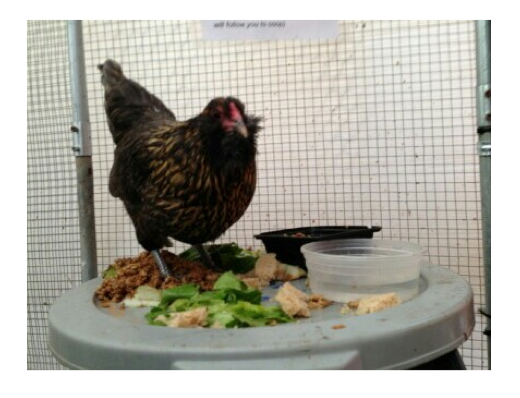 may2013-animal2
