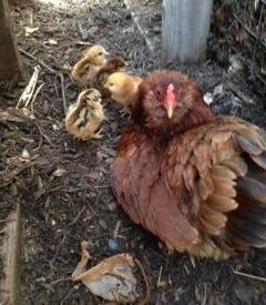 Penny’s Chicks