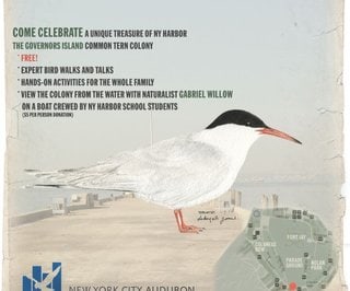 June 2014: It’s Your Tern Festival