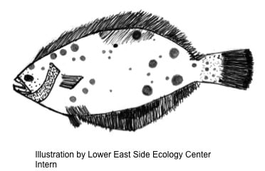 East River Summer Flounder (Fluke)