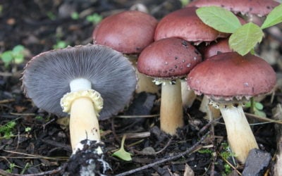 All about mushrooms