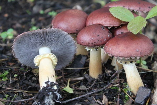 1024px-2011-05-19_Stropharia_rugosoannulata_Farl._ex_Murrill_183478