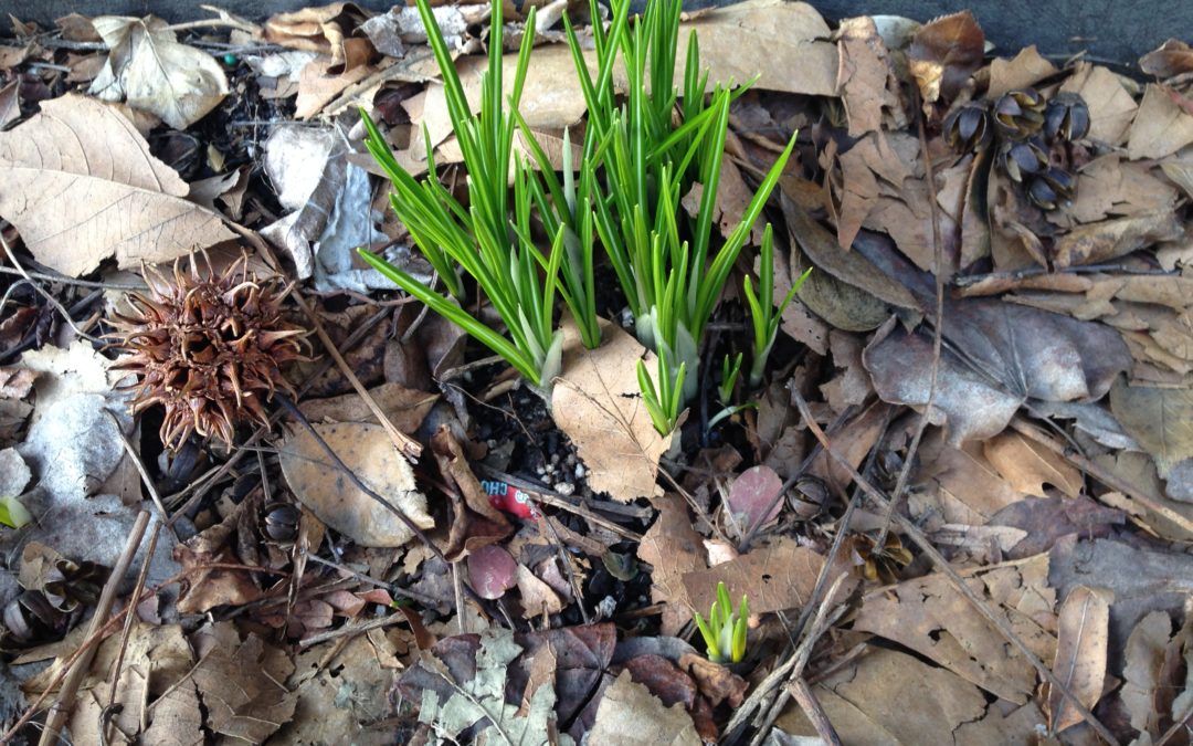 The Crocus