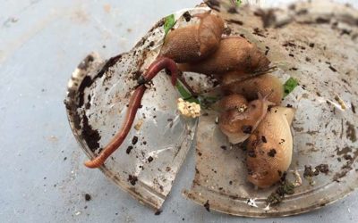 Land Slug – Pulmonata Order – the Onchidiacea and Soleofiera