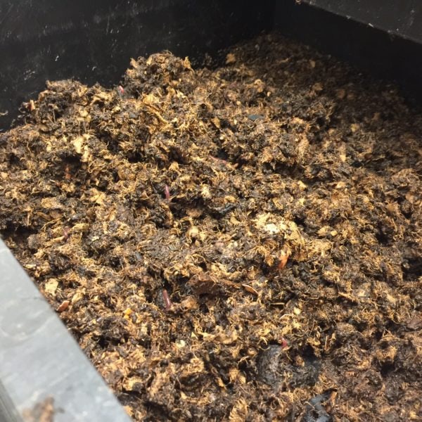 Red wigglers help with the decomposition process.  