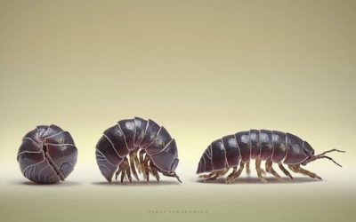 The Rollie Pollie