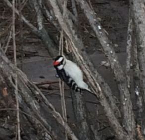 The Downy Woodpecker